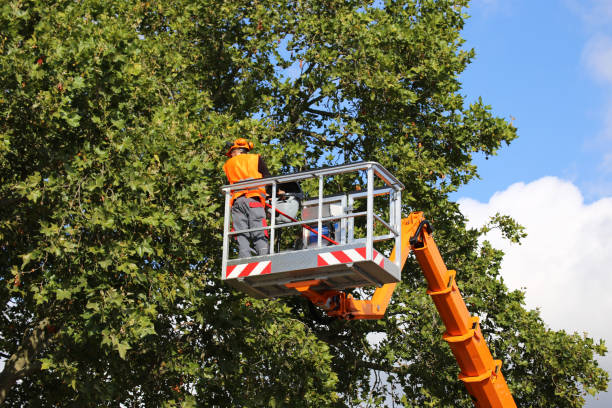 Best Tree Care Services  in USA